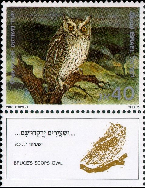 Pallid Scops-Owl (Otus brucei)