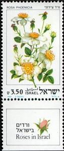 Stamp with Collectible Margin, Rosa phoenicia, Israel,  , Flowers, Plants (Flora), Roses