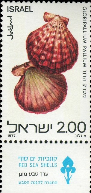 Royal Cloak Scallop (Gloripallium pallium)