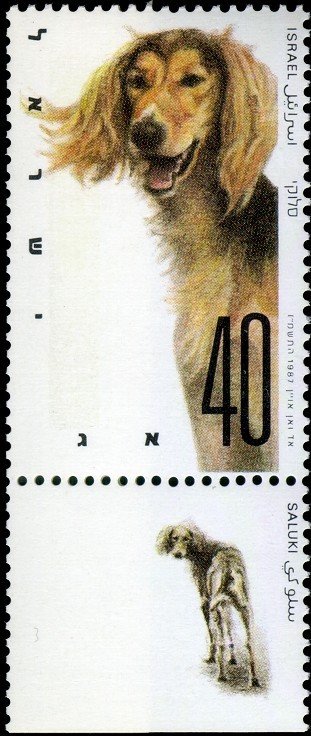 Saluki (Canis lupus familiaris)