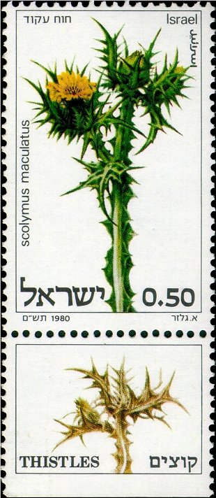Scolymus maculatus