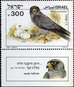 Stamp with Collectible Margin, Sooty Falcon (Falco concolor), Israel,  , Animals (Fauna), Birds, Birds of Prey, Falcons