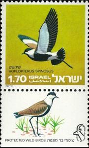 Stamp with Collectible Margin, Spur-winged Lapwing (Hoplopterus spinosus), Israel,  , Animals (Fauna), Birds