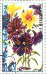 Salpiglossis sinuata