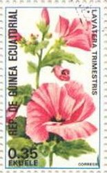 Lavatera trimestris