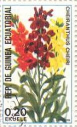 Cheiranthus cheiri