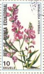 Sidalcea hybrida