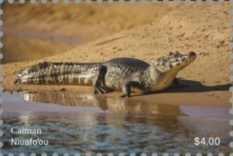 Caiman