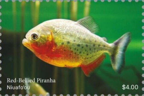 Red-Bellied Piranha
