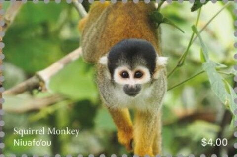 Squirred Monkey