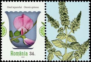 Stamp with Attached Label, Spiny Restharrow (Ononis spinosa), Romania,  , Flowers, Plants (Flora)