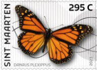 Monarch Butterfly (Danaus plexippus)