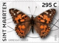 Painted Lady (Vanessa cardui)