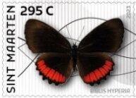 Red Rim (Biblis hyperia)