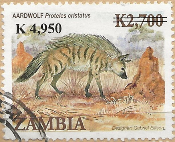 Aardwolf (Proteles cristatus)