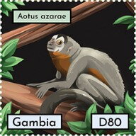 Aotus azarae