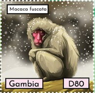 Macaca fuscata