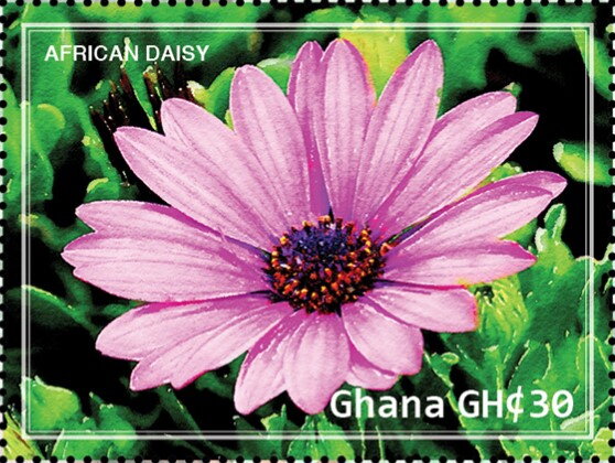 African Daisy