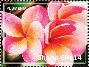 Plumeria