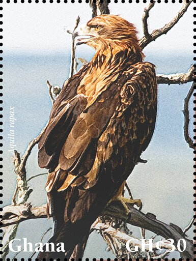 Tawny Eagle