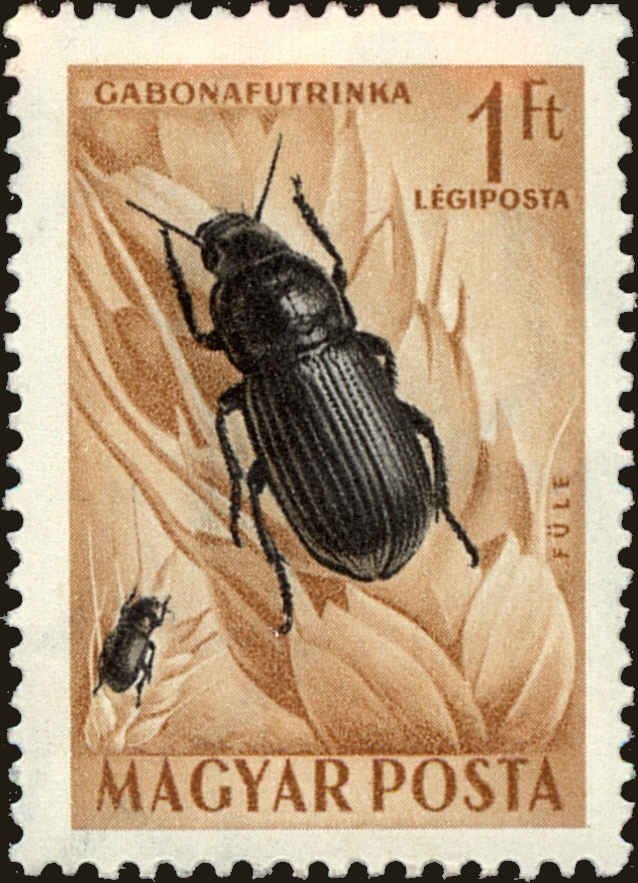 Corn Ground Beetle (Zabrus tenebrioides)