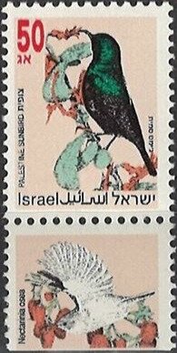 Palestine Sunbird (Cinnyris osea)