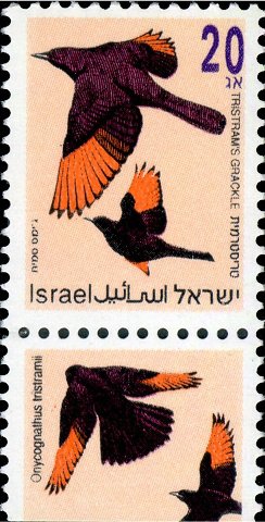 Tristram's Grackle (Onychognathus tristramii)