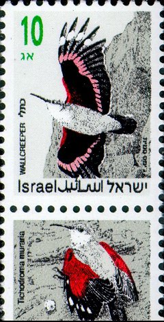 Wallcreeper (Tichodroma muraria)