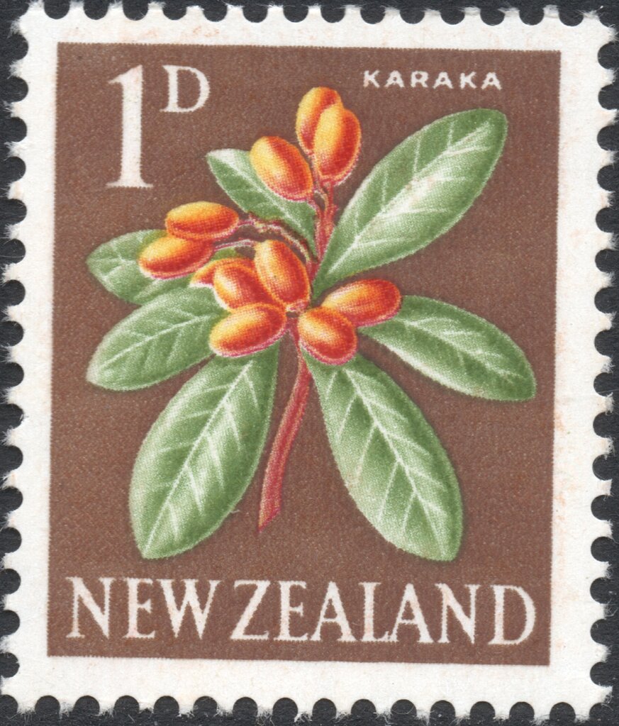 Karaka (Corynocarpus laevigatus)
