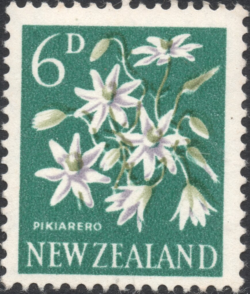 Pikiarero, Sweet Autumn Clematis (Clematis paniculata)