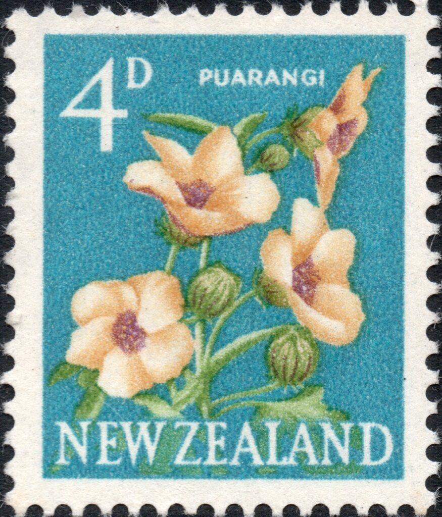Puarangi, Venice Mallow (Hibiscus trionum)