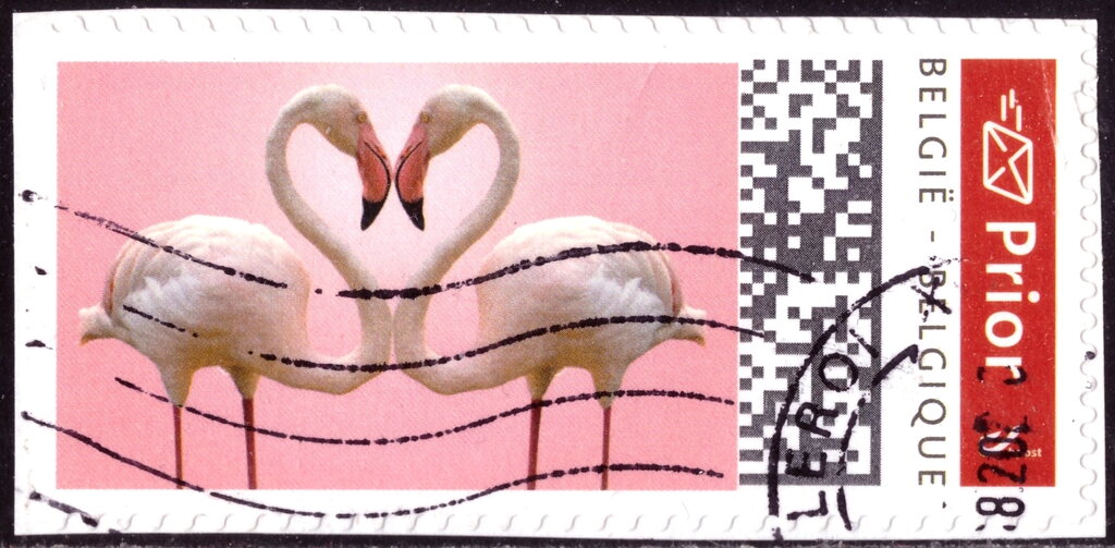 Flamingo