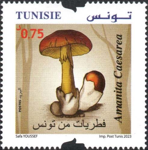 Amanita caesarea