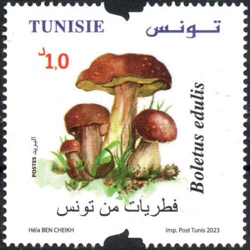 Boletus edulis