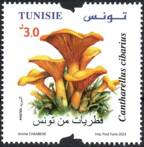 Cantharellus cibarius