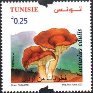 Stamp, Lactarius edulis, Tunisia,  , Mushrooms