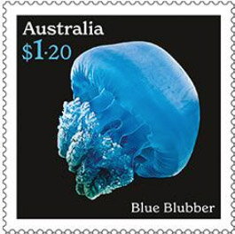 Blue Blubber (Catostylus mosaicus)