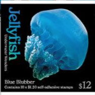 Blue Blubber (Catostylus mosaicus)
