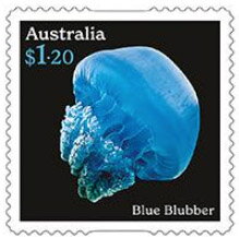 Blue Blubber (Catostylus mosaicus)