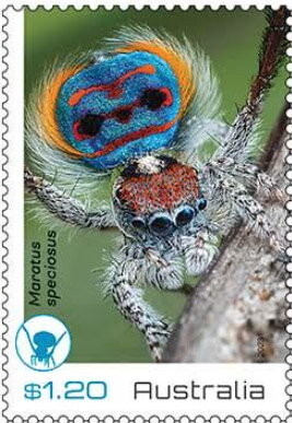 Coastal Peacock Spider (Maratus speciosus)