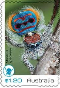 Coastal Peacock Spider (Maratus speciosus)