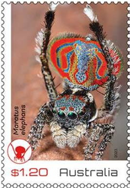 Maratus elephans