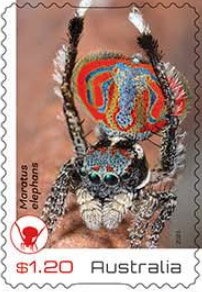 Maratus elephans