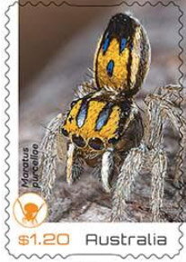 Maratus purcellae