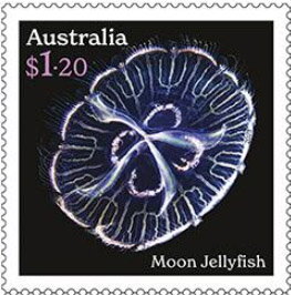 Moon Jellyfish (Aurelia coerulea)