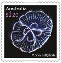 Moon Jellyfish (Aurelia coerulea)
