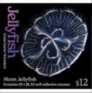 Moon Jellyfish (Aurelia coerulea)