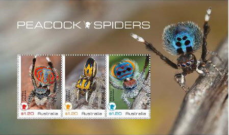 Peacock Spiders