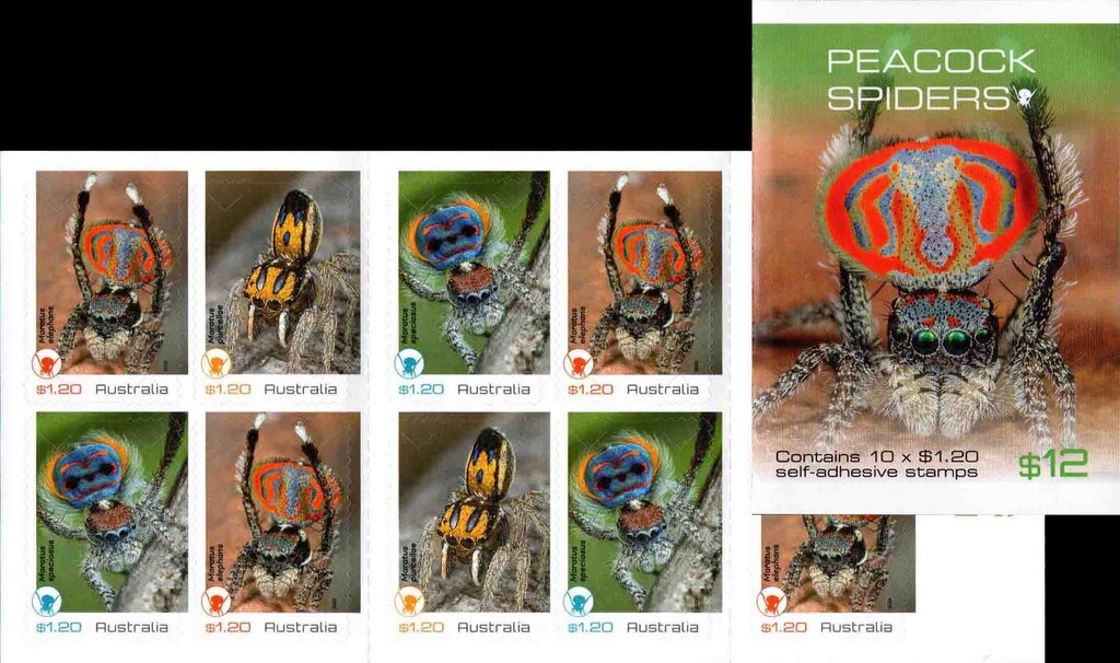 Peacock Spiders