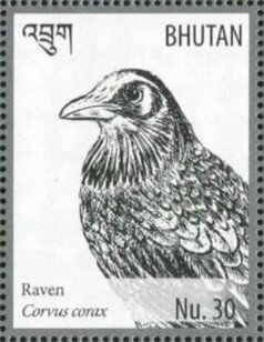 Raven (Corvus corax)